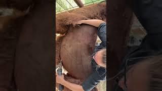 Shearing Rose The Llama 