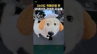 전지적 댕댕이 시점으로 바라본 댕댕이의 귀여운 모습들