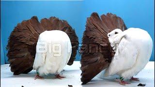 World Most Beautiful Fantail Pigeons Breeds colors - Breeding fantail Pigeons - pigeon farm