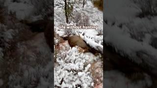 Life without hunting #elkhunting #jesus #hunting #huntingislife #country #countrylife