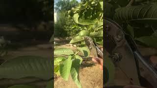 Day 2 in my fruit garden/ exotic plants update/ #shorts #anjrural #gardening #plants