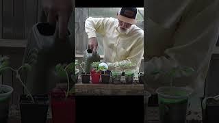 Turn 1 container of basil into 7 plants