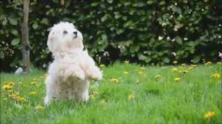 Dog Tricks by Coton de Tulear Isy