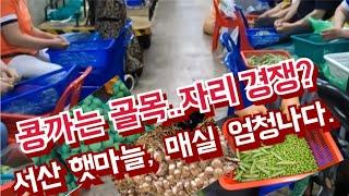 경동시장 콩까는 골목 자리가 꽉찼습니다. 매실과 서산햇마늘  쏟아지네요.