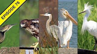 5 Favorite Birds Found in California Rice Fields and Farms!