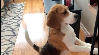 18 sounds a beagle makes in under 4 minutes