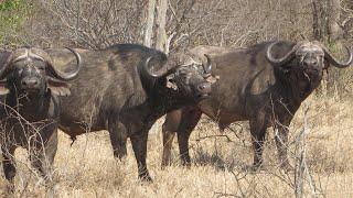 Africa Hunting Rifles 101 With Kevin Robertson