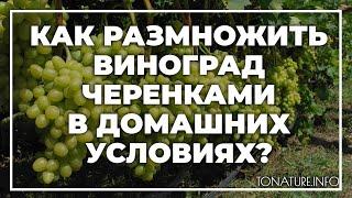 Как размножить виноград черенками в домашних условиях? | toNature.Info