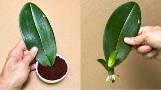 How to propagate orchids to root quickly with coffee grounds