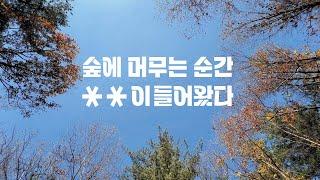 계절은 다시 돌아오지 않는다. 11월이 우려낸 가을캠핑의 맛 | 홍천 숲속에서 삶은요가와 보이차 한잔 (feat. 보야 BY-V4)