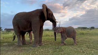 Big Bull Jabulani Comes to Collect Baby Elephant, Khanyisa! Plus: Khanyisa vs the Orphanage Tree 