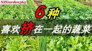 【种菜】地方小也能种好菜｜快试试这几种菜，越挤着种越好吃。超省空间，小面积菜园别错过！