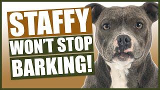 How To Stop Your STAFFORDSHIRE BULL TERRIER Barking