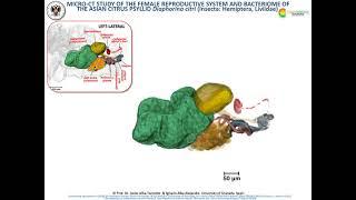 Micro-CT of female reproductive organs and bacteriome of the Asian Citrus Psyllid  Diaphorina citri