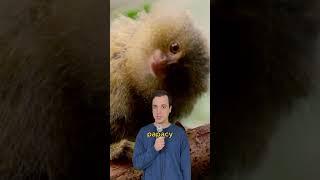 The most underrated monkey #comedy #music #parody of #rasputin by #boneym #pygmymarmoset