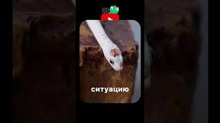 Самая идеальная змея? #планетаэкзотики #животные #змеи