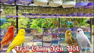 Tham Quan trại chim YẾN HÓT SINH SẢN với nhiều màu sắc đa dạng lên tới gần 300con || Đạt Bird TV