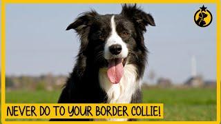 5 Things You Must Never Do to Your Border Collie