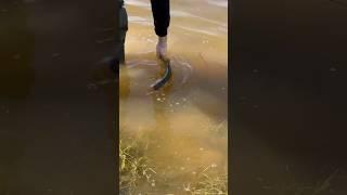Отпустил малышку  #рыбак #fishing #рыбалка #риба #риболов #fish #щука #окунь