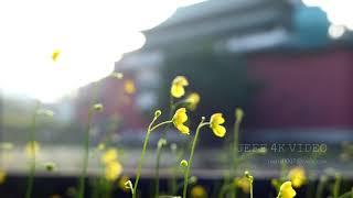 台北植物園-荷花池一隅-大自然音樂-(4K video 影片)-Nature Sounds Taipei Botanical Garden#jeff0007