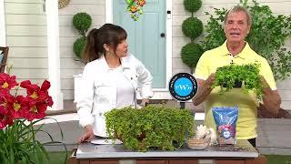 Phillip Watson Designs 6-Piece Creeping Jenny Live Plants on QVC