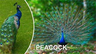 PEACOCK FUNNY VIDEO COMPILATION