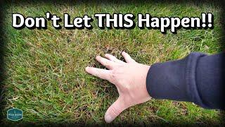 An EASY FIX For Your THINNING Lawn