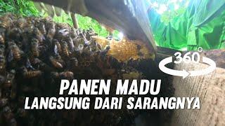 BEGINILAH SITUASI SAAT PANEN MADU DI SARANG LEBAH