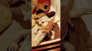 My stupid heart is filled with bearded dragons!