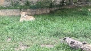 4/18/2023 San Antonio Zoo - The Lions Put On a Show