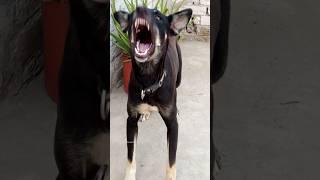 "Real Angry Black Dog Sound | Intense Growl & Bark"