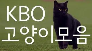 프로야구 고양이 난입 모음