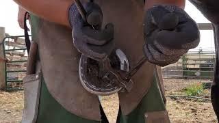 Hoof Transformation - Removing Old Shoe and Replacing With New Shoe - So Satisfying - Farrier ASMR