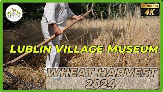 How to harvest wheat by hand. Lublin Village Museum.  Village Life Poland! 4K  Farming traditionally