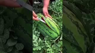 Natural Beauty Watermelon #cuttingskils #watermeloncutting #naturalbeauty