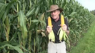 Corn School: Planting Depth Lessons