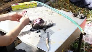 how to dress a duck part1 (vid31)