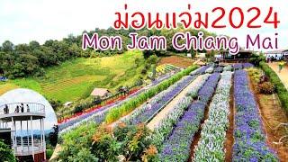 มีอะไร! ม่อนแจ่มเชียงใหม่ พ.ย2024 Mon jam Chiang Mai