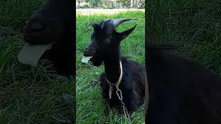 Enjoying tasty leaves