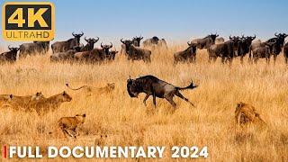 WILD SAVANNAH | The Lions Of Namib Desert | Nature Animal Documentary