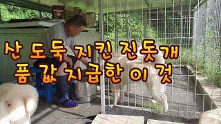 밤 세워 산 도둑 지킨 진돗개 한데 품 삯 지급 [ 막내 똘이도 밥값 하고]