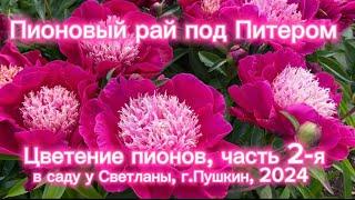 Пионовый рай под Питером. Цветение пионов часть 2-я. В саду у Светланы, г.Пушкин, 2024