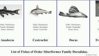 Fishes of Order Siluriformes Family Doradidae Franciscodoras Acanthodoras Megalodoras Trachydoras