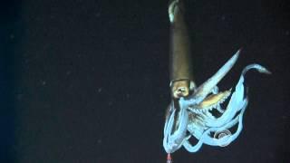 Scientists film giant squid in its natural habitat