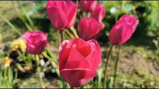 Triumph Tulip " Barcelona " - a beautiful tall and bright pink Tulip