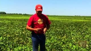 Edamame Harvest - Arkansas Farm Bureau