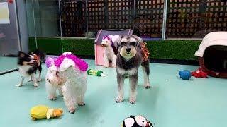 88 PETS MART [DOG HOTEL] 狗狗酒店: School holiday is a gathering day