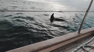 Our delivery Yacht had a serious interaction with a large pod of Orcas