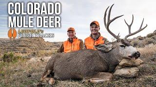 Exploring A Changing Colorado | Father-Son Mule Deer Hunt #FreshTracks