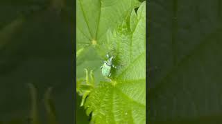 Nettle weevil / Долгоносик крапивный #shorts